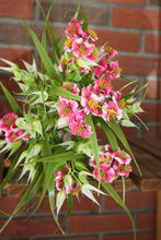 Load image into Gallery viewer, Memorial Cemetery Flowers pink Phlox
