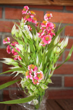 Load image into Gallery viewer, Memorial Cemetery Flowers pink Phlox
